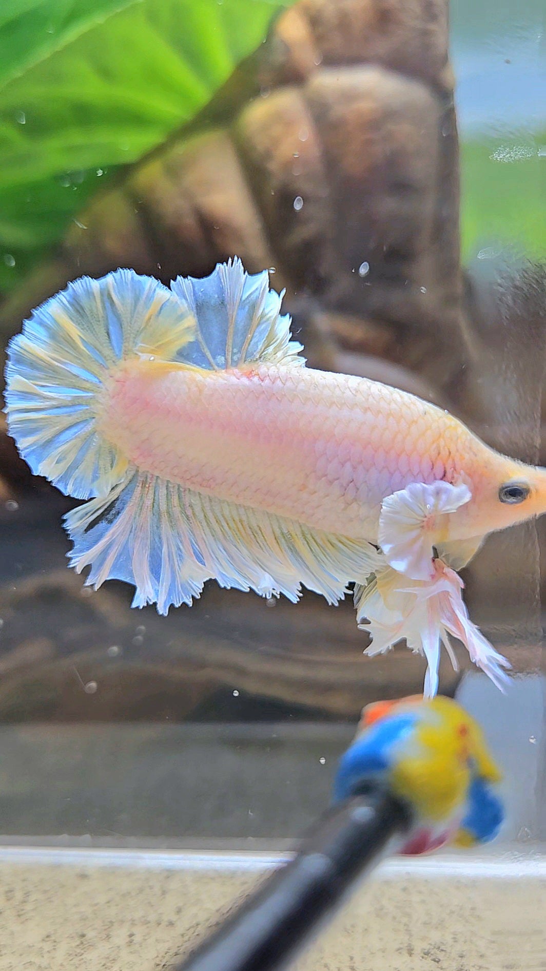 KING FEATHER PLAKAT YELLOW WHITE BETTA FISH