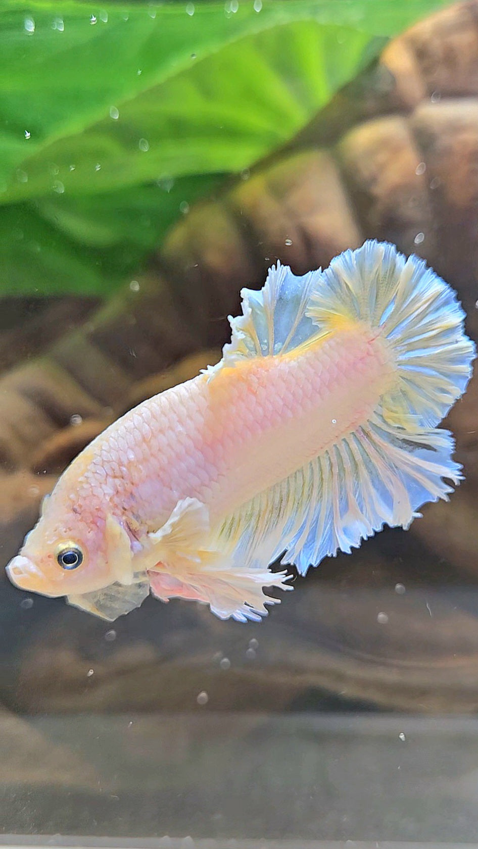 KING FEATHER PLAKAT YELLOW WHITE BETTA FISH