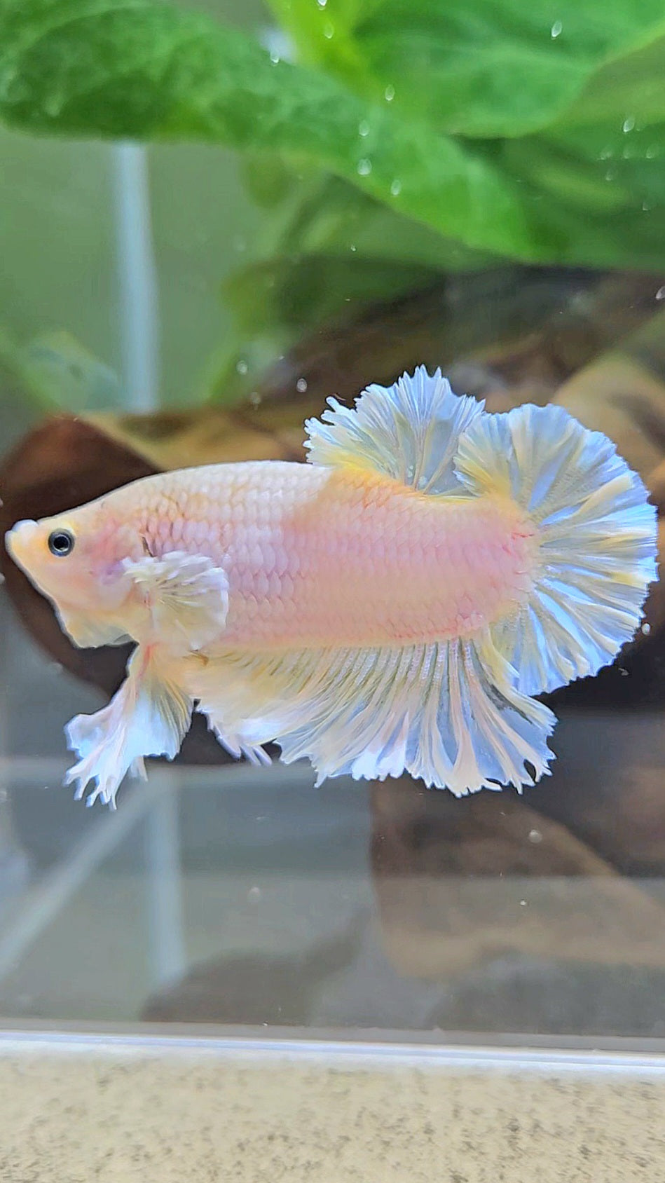 KING FEATHER PLAKAT YELLOW WHITE BETTA FISH