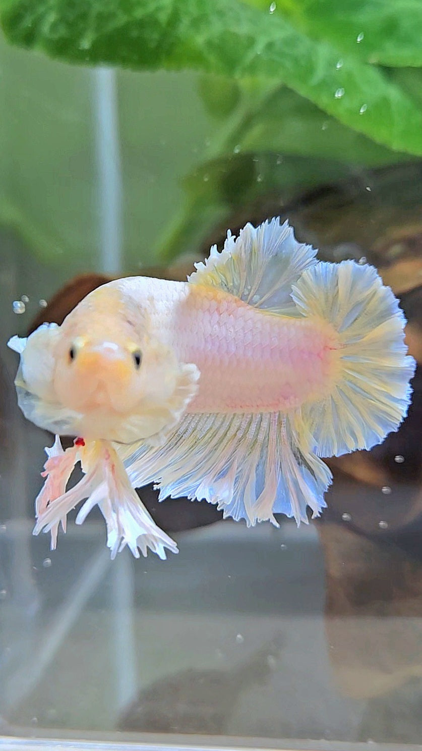 KING FEATHER PLAKAT YELLOW WHITE BETTA FISH