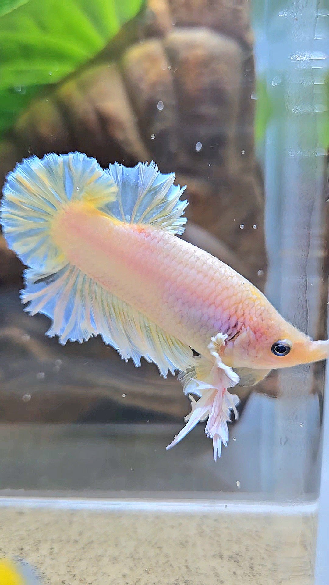 KING FEATHER PLAKAT YELLOW WHITE BETTA FISH
