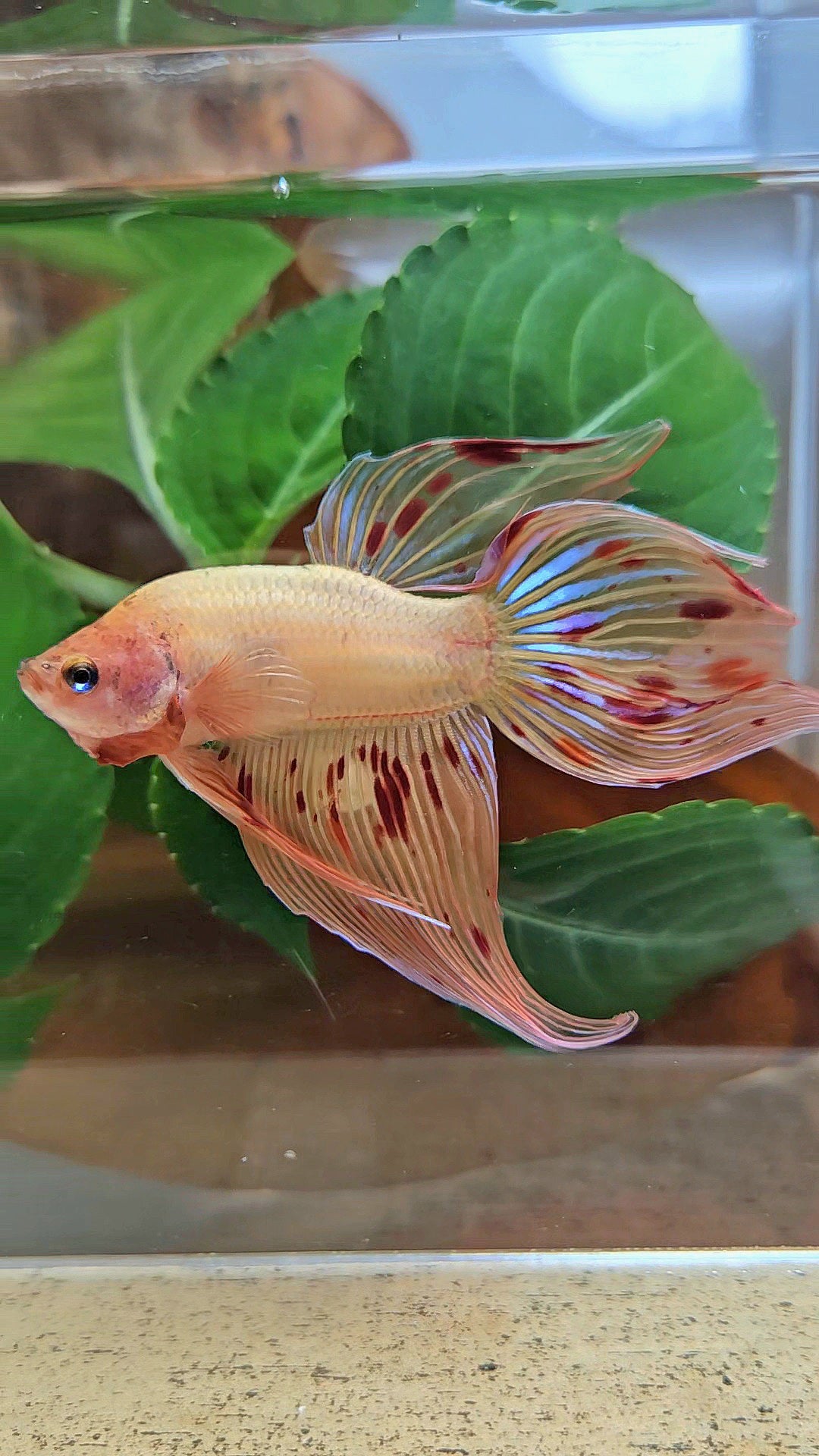 VEILTAIL ARMAGEDDON FIRE BETTA FISH