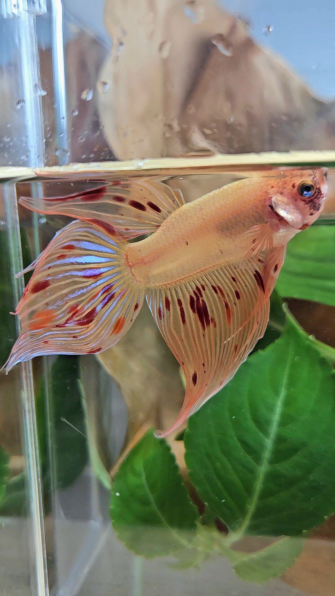 VEILTAIL ARMAGEDDON FIRE BETTA FISH