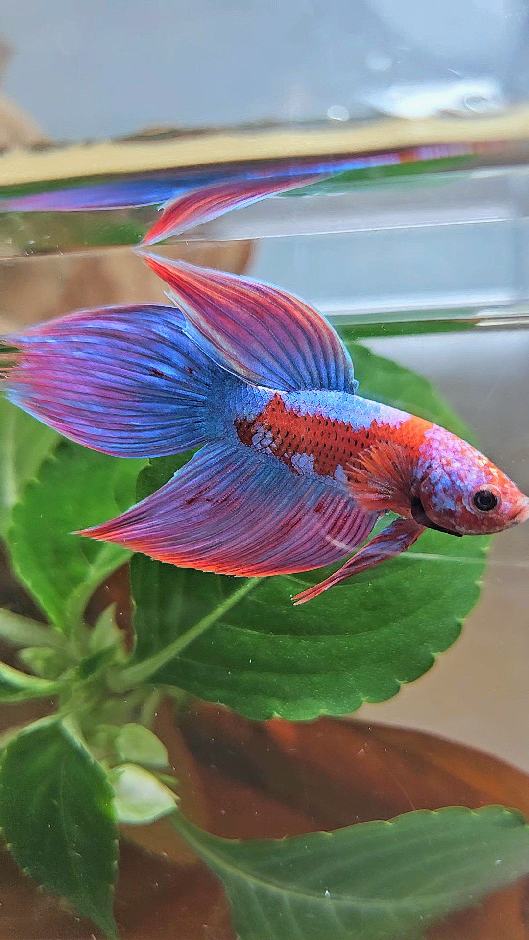 LUXURY VEILTAIL INUYASHA RED PURPLE GALAXY PATTERN BETTA FISH