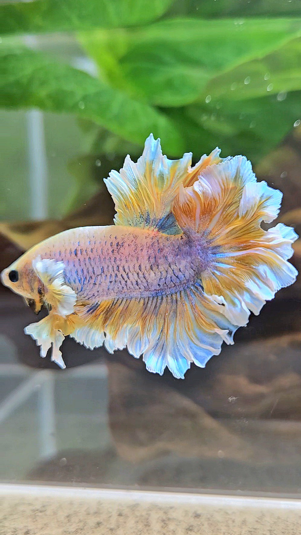 HALFMOON FEATHER TAIL YELLOW MASCOT BUTTERFLY BETTA FISH