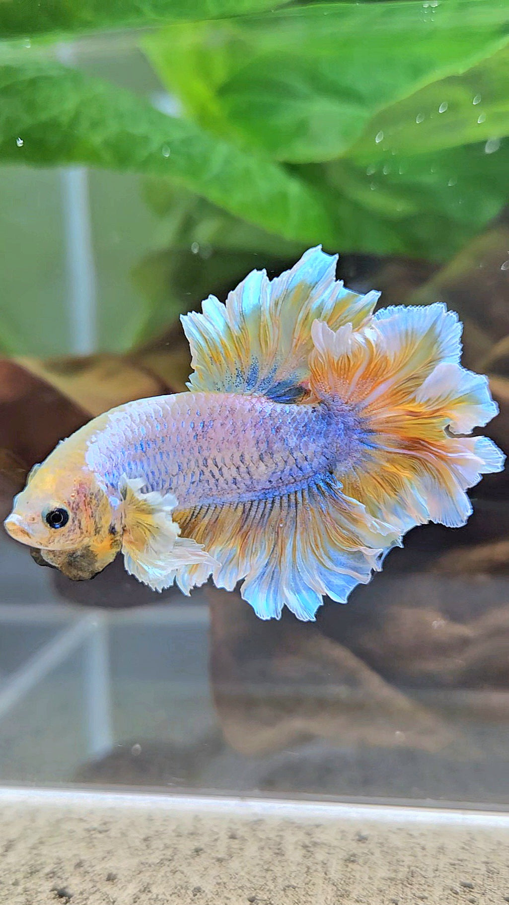 HALFMOON FEATHER TAIL YELLOW MASCOT BUTTERFLY BETTA FISH