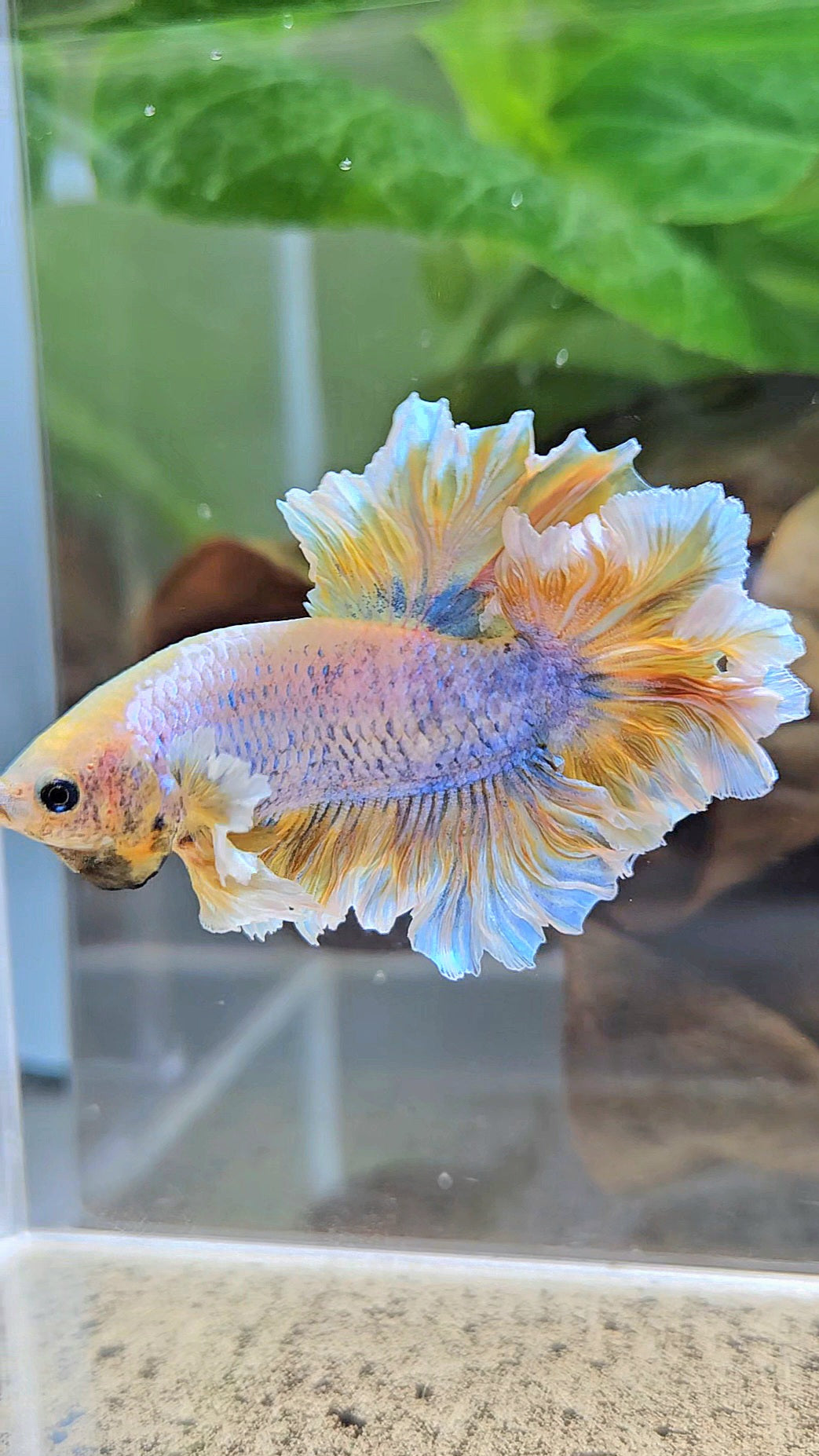 HALFMOON FEATHER TAIL YELLOW MASCOT BUTTERFLY BETTA FISH