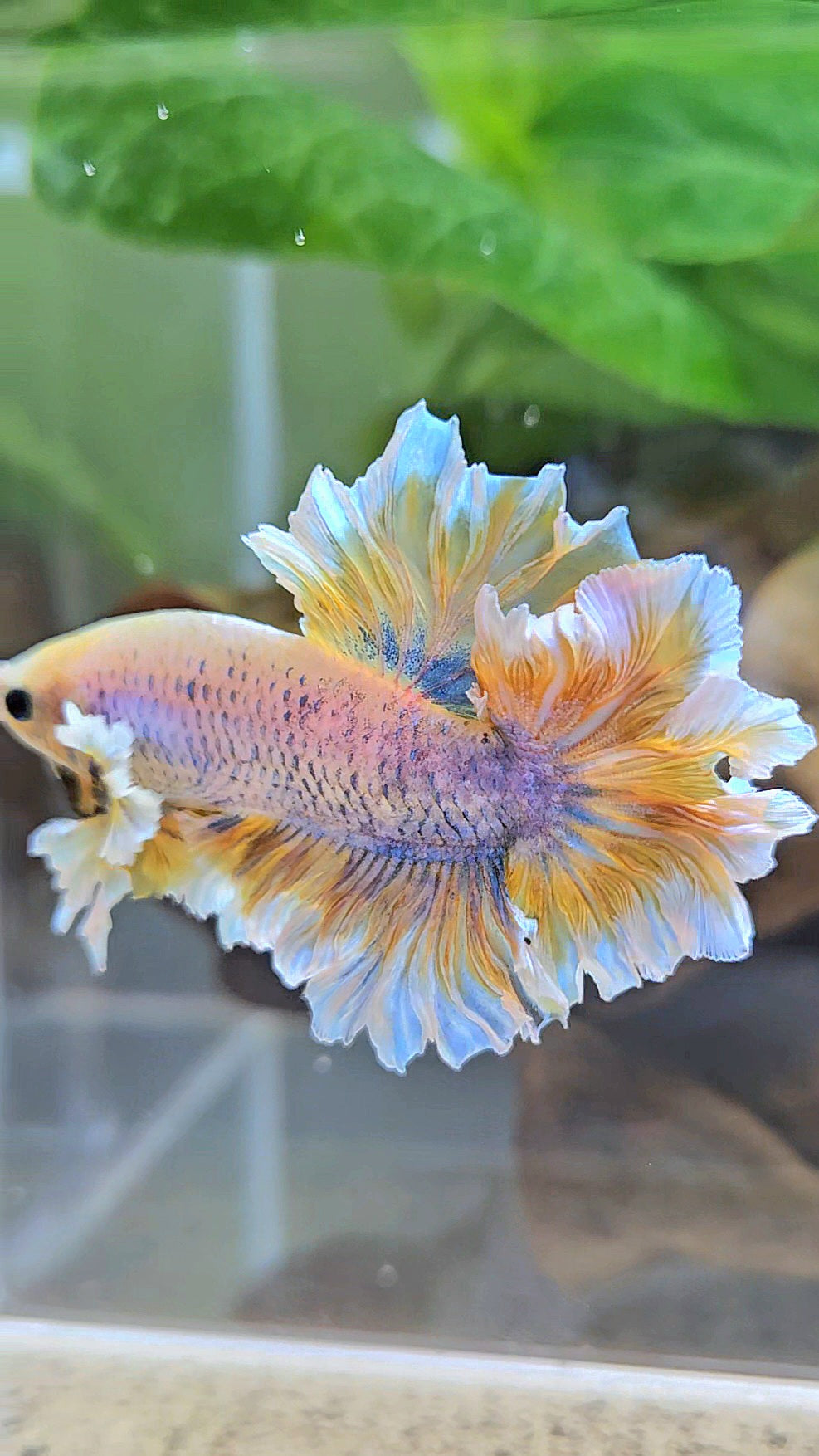 HALFMOON FEATHER TAIL YELLOW MASCOT BUTTERFLY BETTA FISH