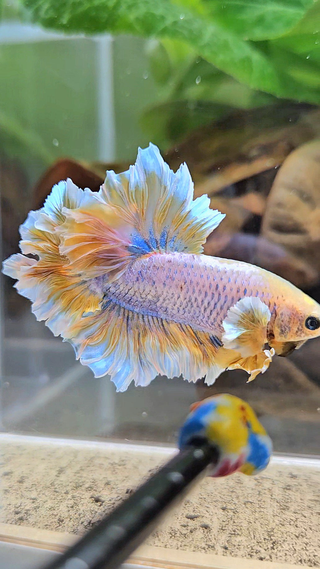 HALFMOON FEATHER TAIL YELLOW MASCOT BUTTERFLY BETTA FISH