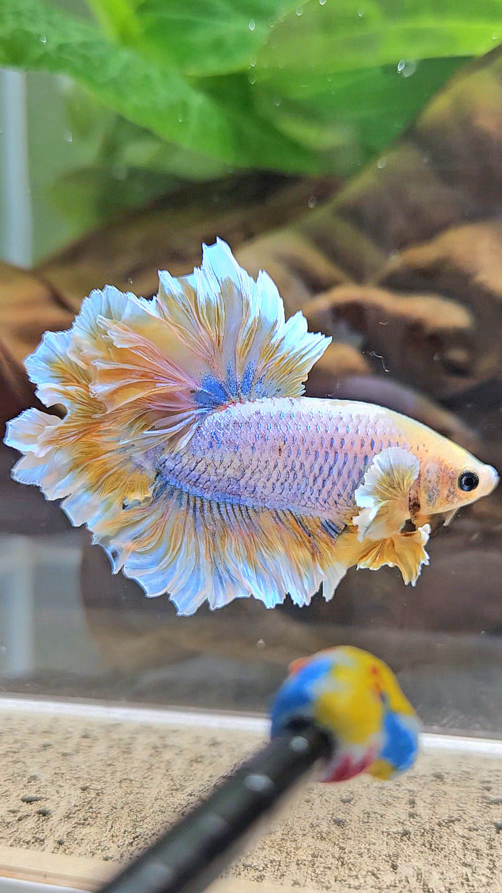 HALFMOON FEATHER TAIL YELLOW MASCOT BUTTERFLY BETTA FISH
