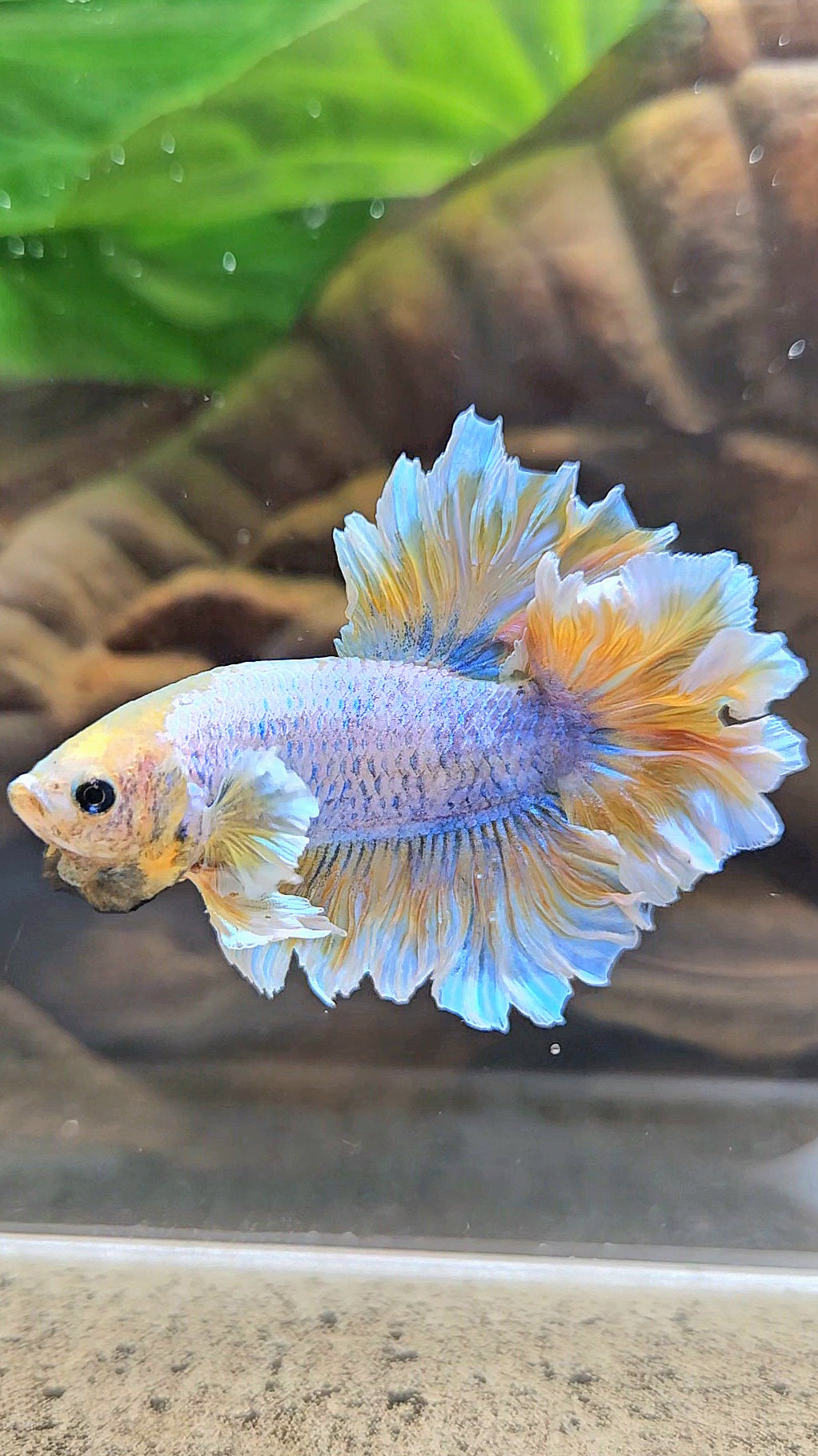 HALFMOON FEATHER TAIL YELLOW MASCOT BUTTERFLY BETTA FISH