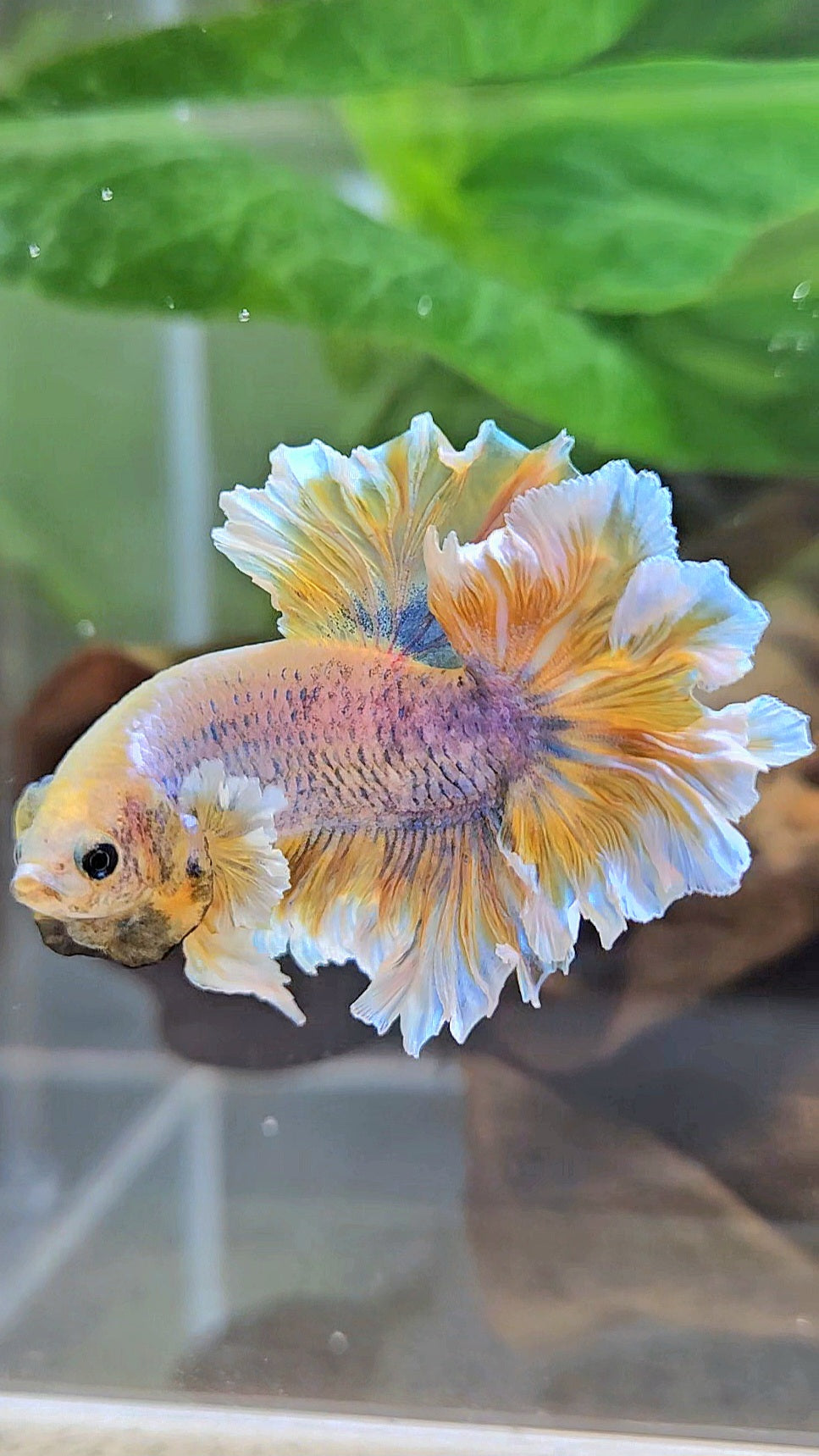 HALFMOON FEATHER TAIL YELLOW MASCOT BUTTERFLY BETTA FISH