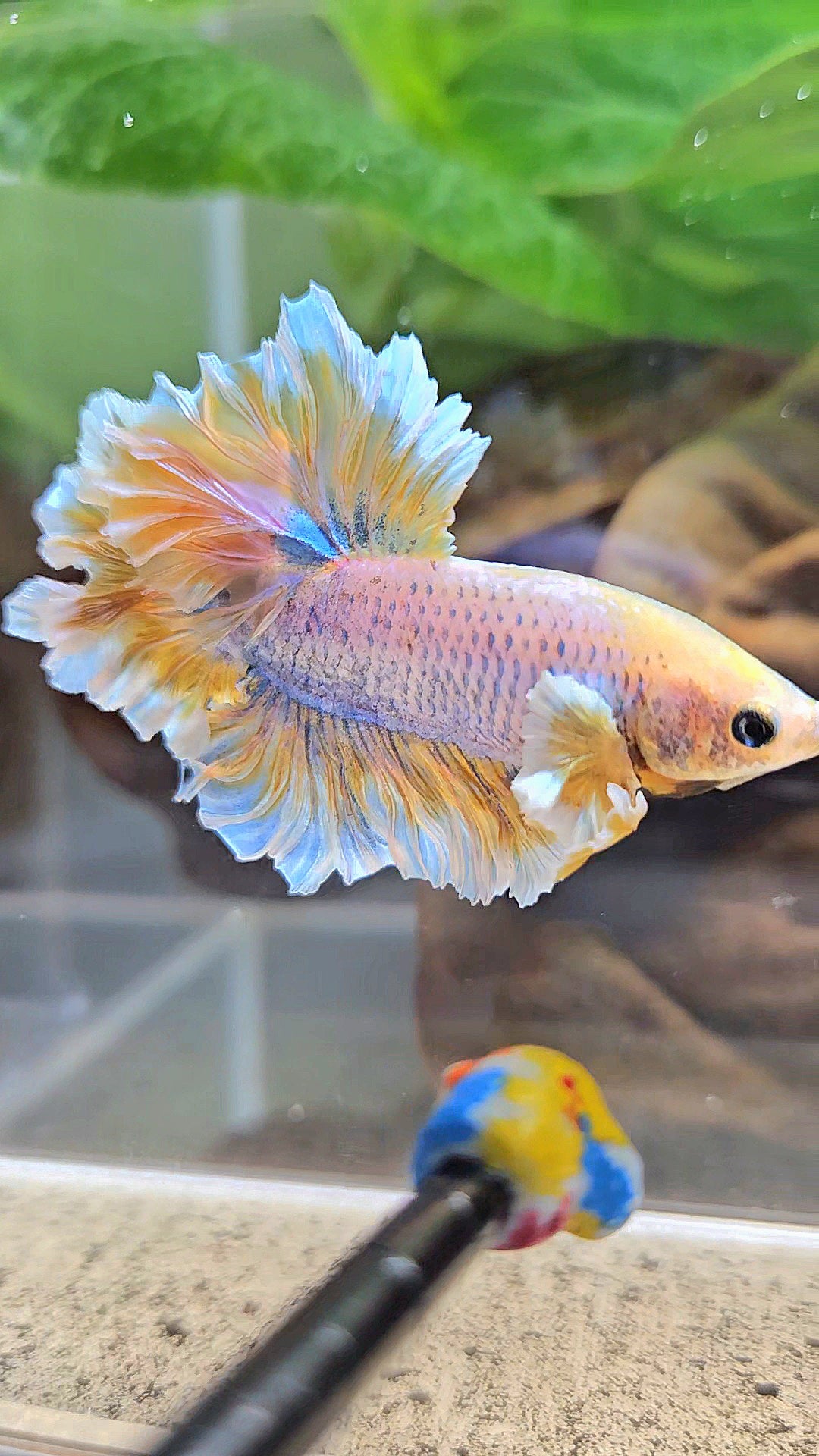 HALFMOON FEATHER TAIL YELLOW MASCOT BUTTERFLY BETTA FISH