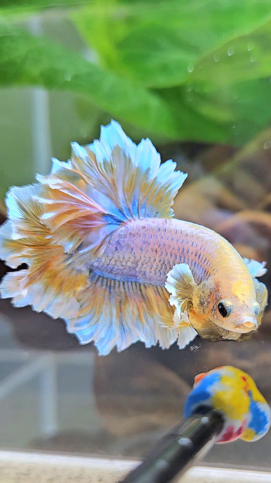 HALFMOON FEATHER TAIL YELLOW MASCOT BUTTERFLY BETTA FISH