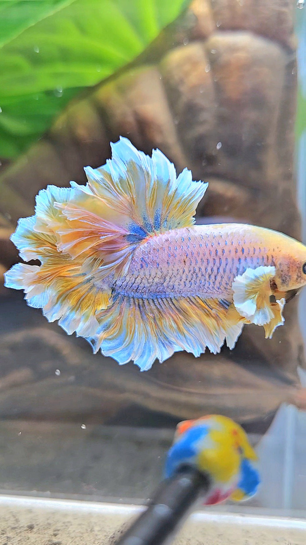 HALFMOON FEATHER TAIL YELLOW MASCOT BUTTERFLY BETTA FISH