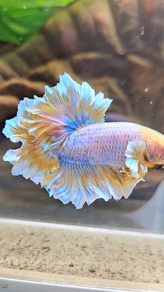 HALFMOON FEATHER TAIL YELLOW MASCOT BUTTERFLY BETTA FISH