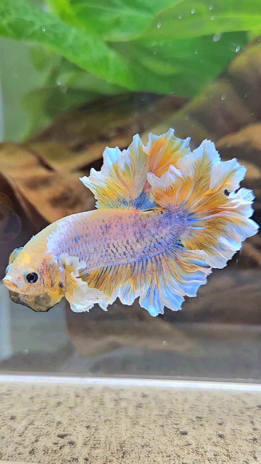 HALFMOON FEATHER TAIL YELLOW MASCOT BUTTERFLY BETTA FISH