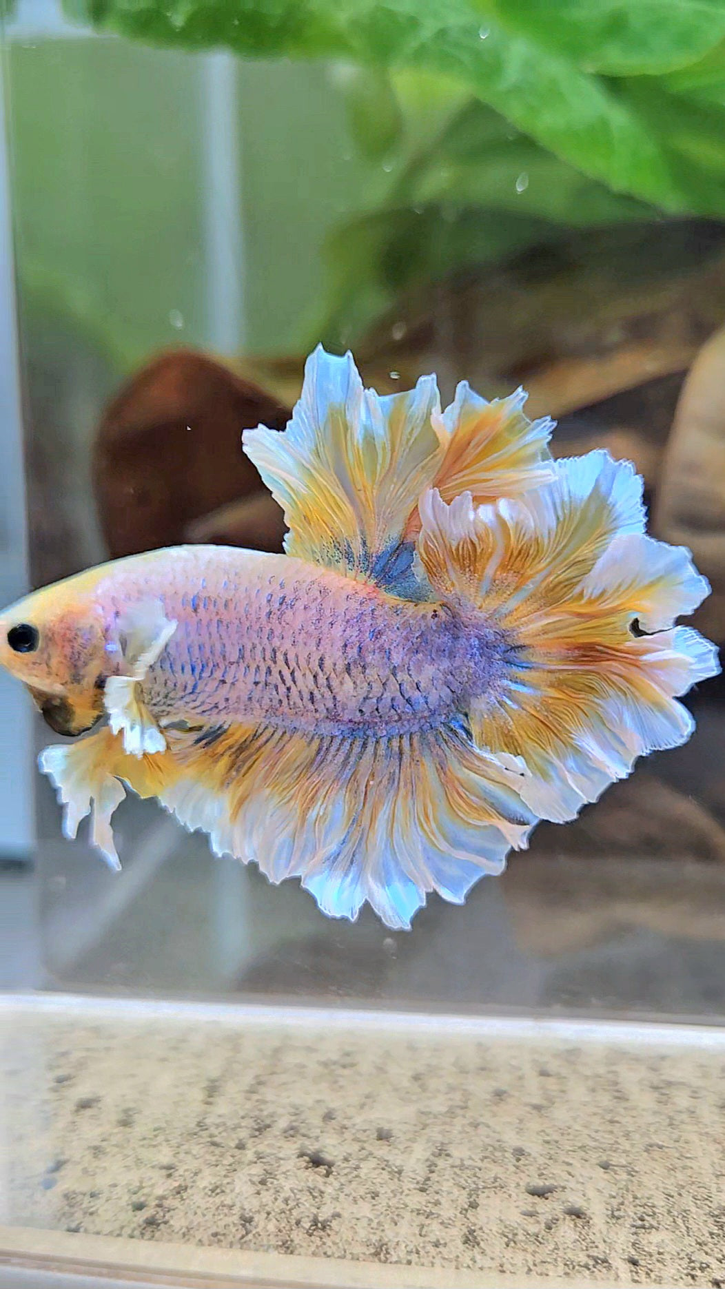 HALFMOON FEATHER TAIL YELLOW MASCOT BUTTERFLY BETTA FISH