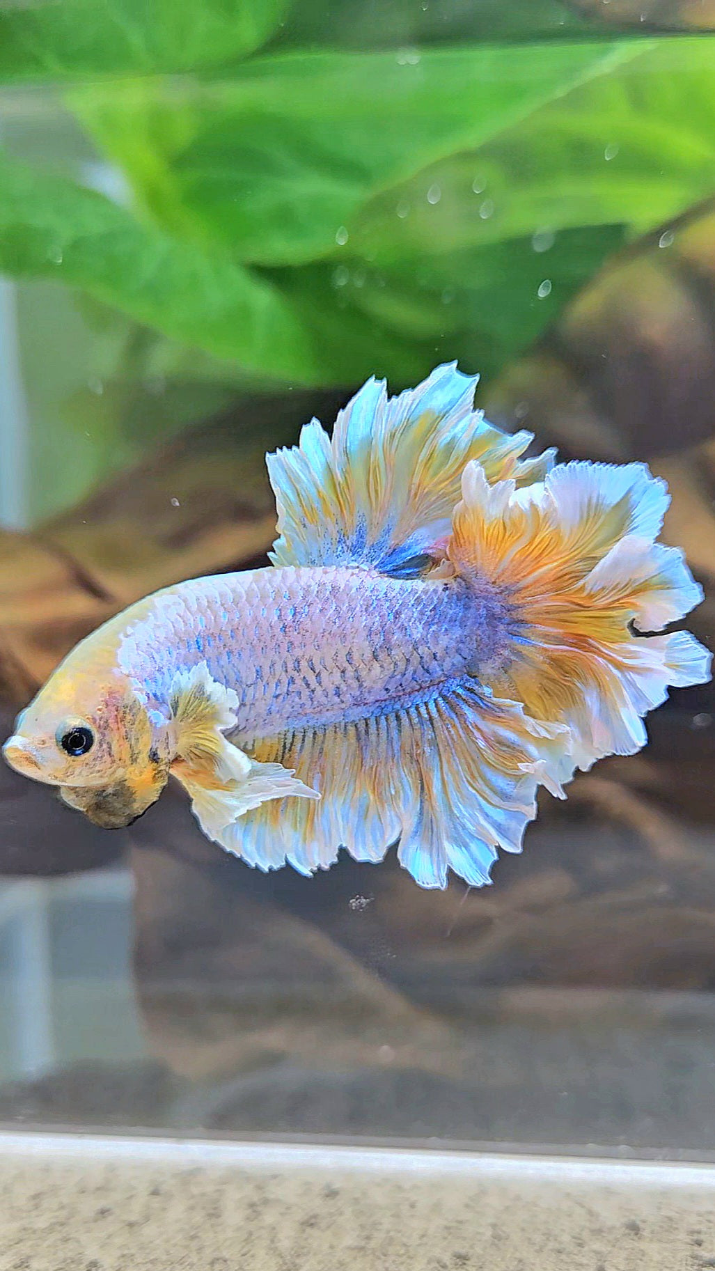 HALFMOON FEATHER TAIL YELLOW MASCOT BUTTERFLY BETTA FISH