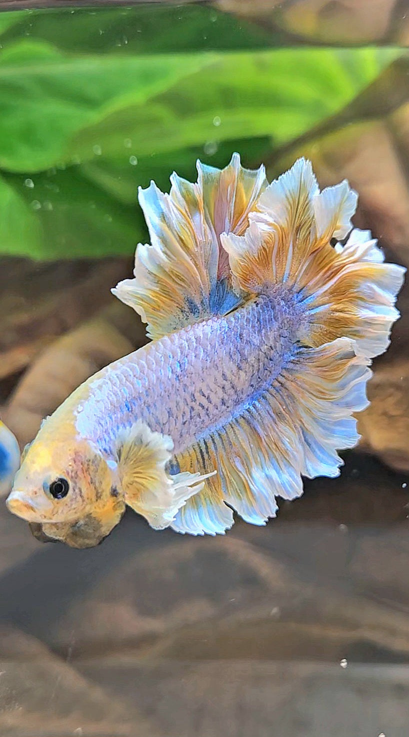 HALFMOON FEATHER TAIL YELLOW MASCOT BUTTERFLY BETTA FISH
