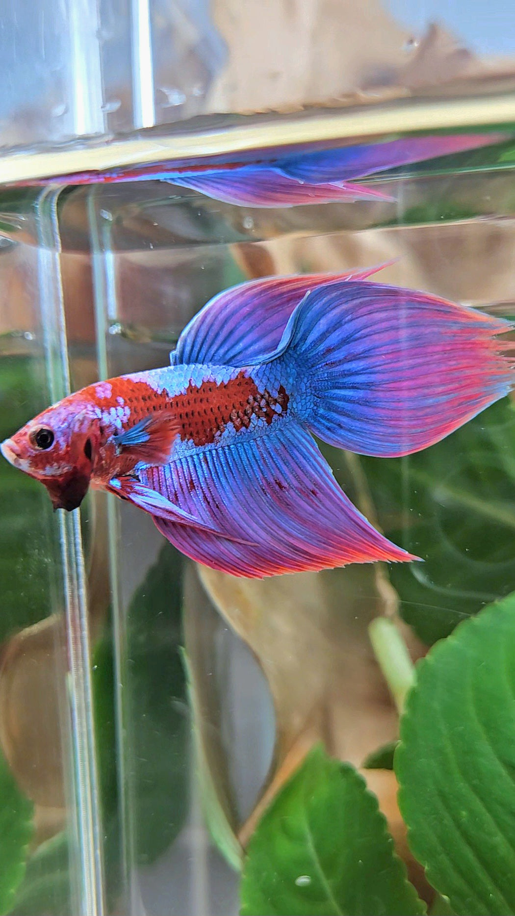 LUXURY VEILTAIL INUYASHA RED PURPLE GALAXY PATTERN BETTA FISH