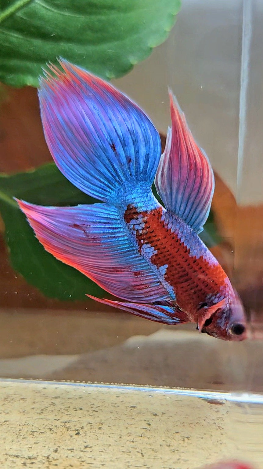 LUXURY VEILTAIL INUYASHA RED PURPLE GALAXY PATTERN BETTA FISH