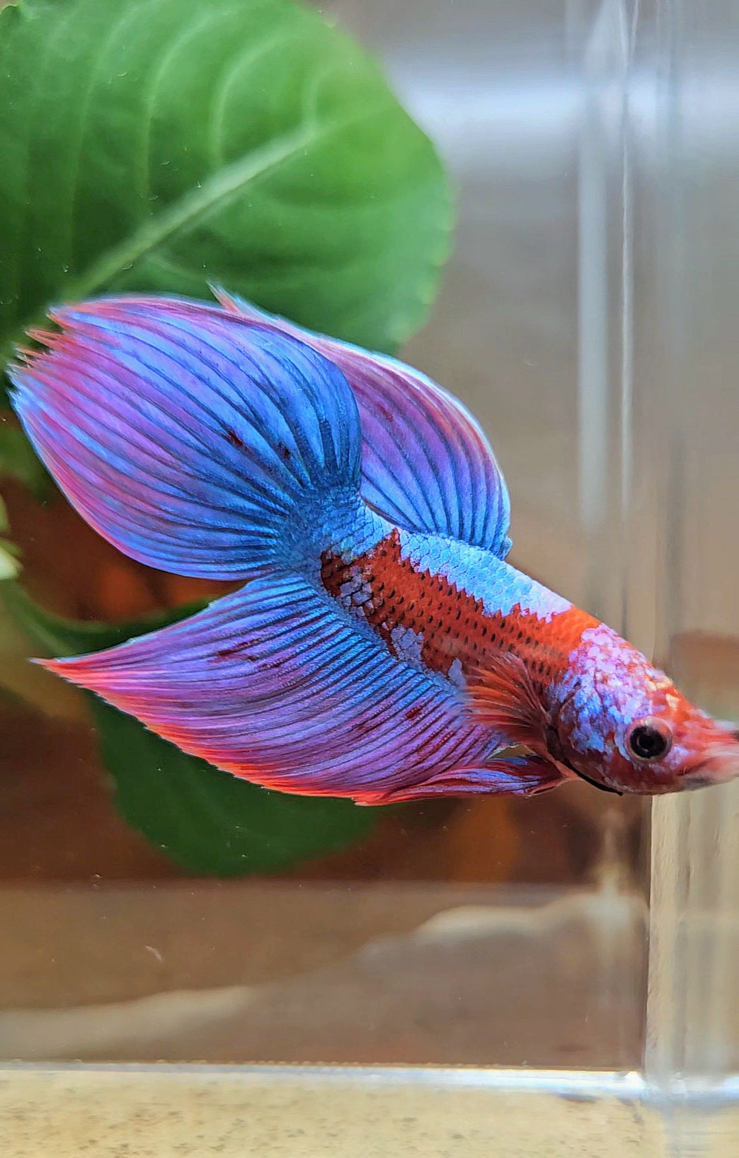 LUXURY VEILTAIL INUYASHA RED PURPLE GALAXY PATTERN BETTA FISH