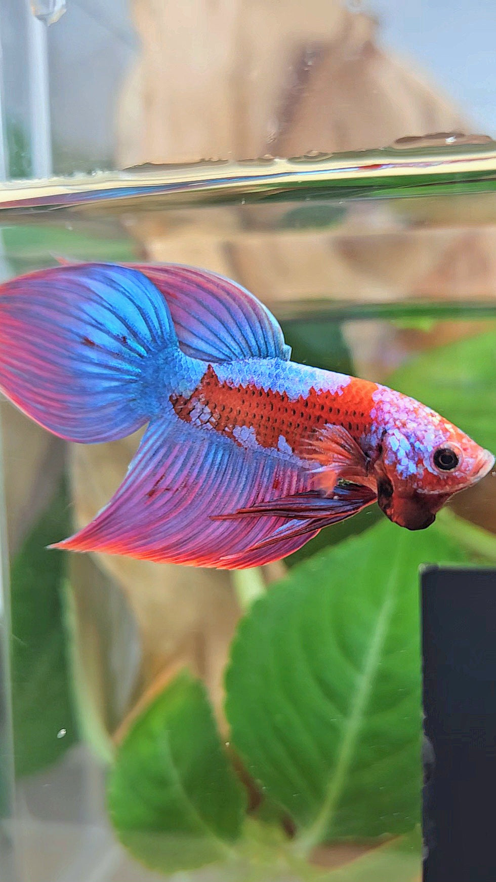 LUXURY VEILTAIL INUYASHA RED PURPLE GALAXY PATTERN BETTA FISH