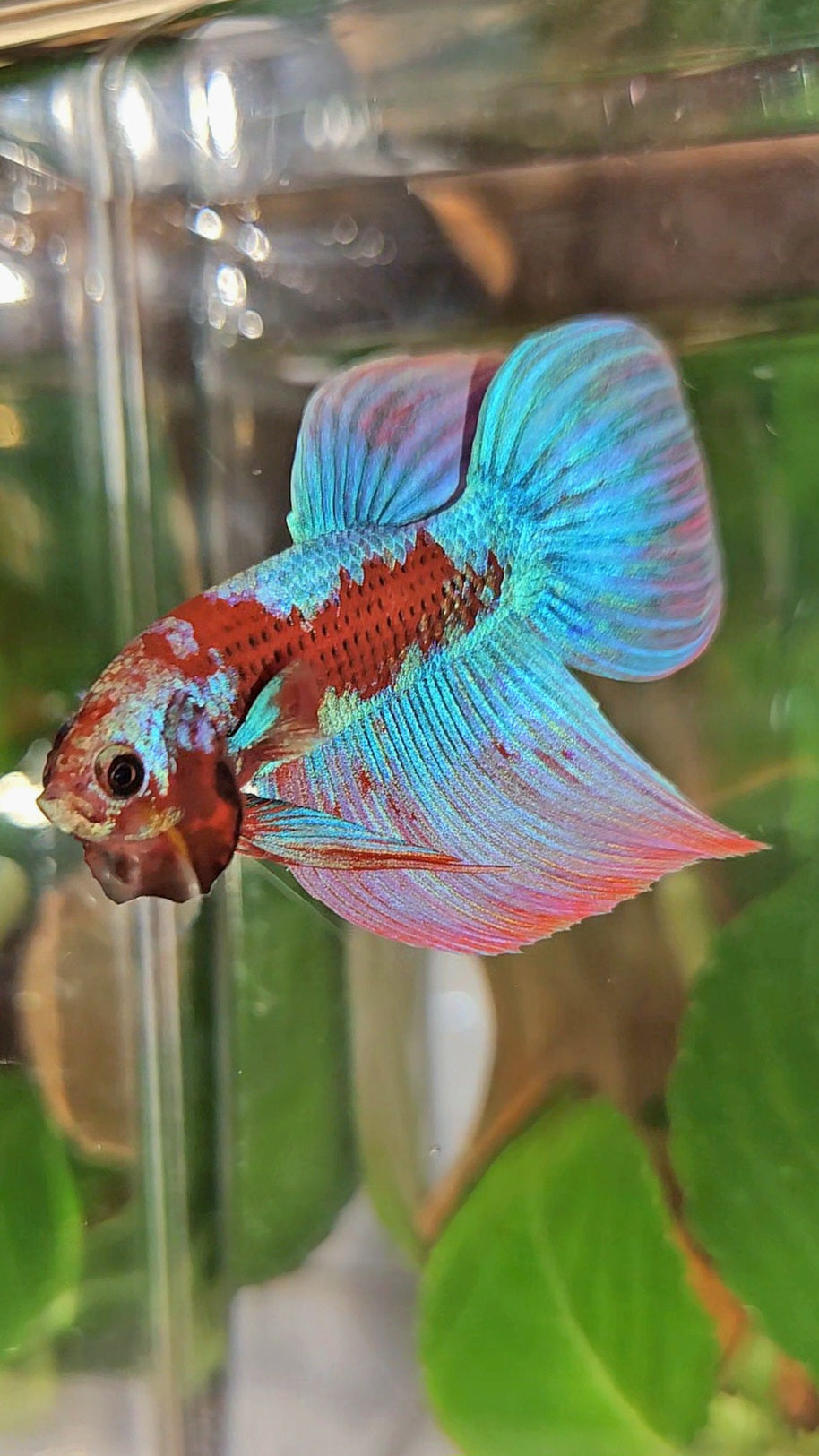 LUXURY VEILTAIL INUYASHA RED PURPLE GALAXY PATTERN BETTA FISH