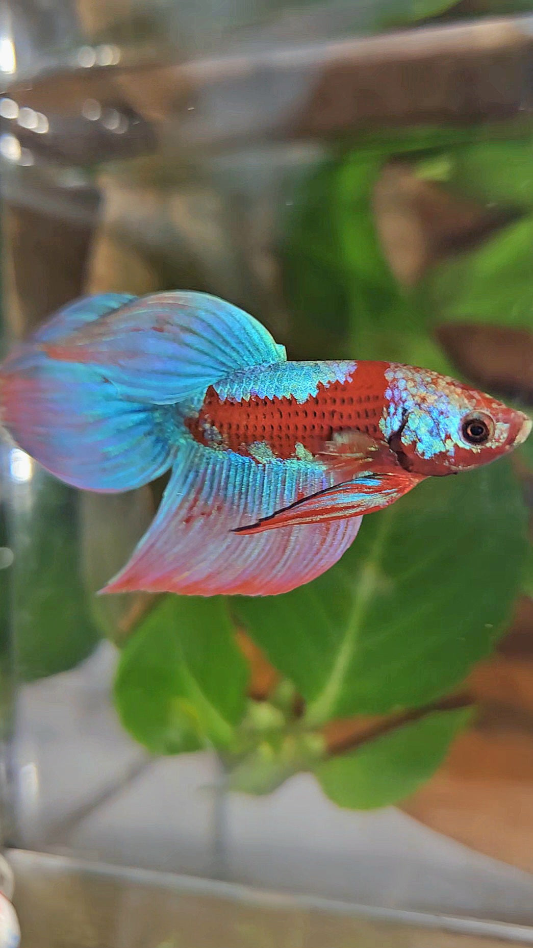 LUXURY VEILTAIL INUYASHA RED PURPLE GALAXY PATTERN BETTA FISH