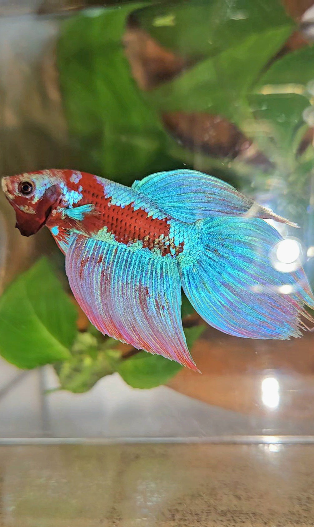 LUXURY VEILTAIL INUYASHA RED PURPLE GALAXY PATTERN BETTA FISH