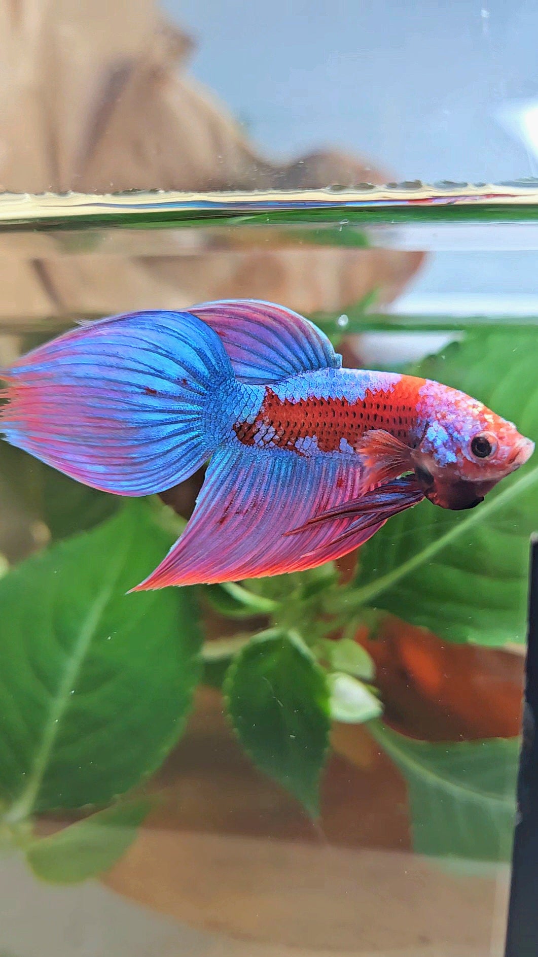 LUXURY VEILTAIL INUYASHA RED PURPLE GALAXY PATTERN BETTA FISH