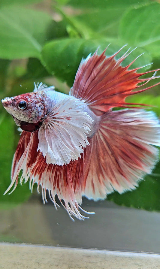 LUXURY HALFSUN SUPER DUMBO EAR RED LAVENDER BETTA FISH