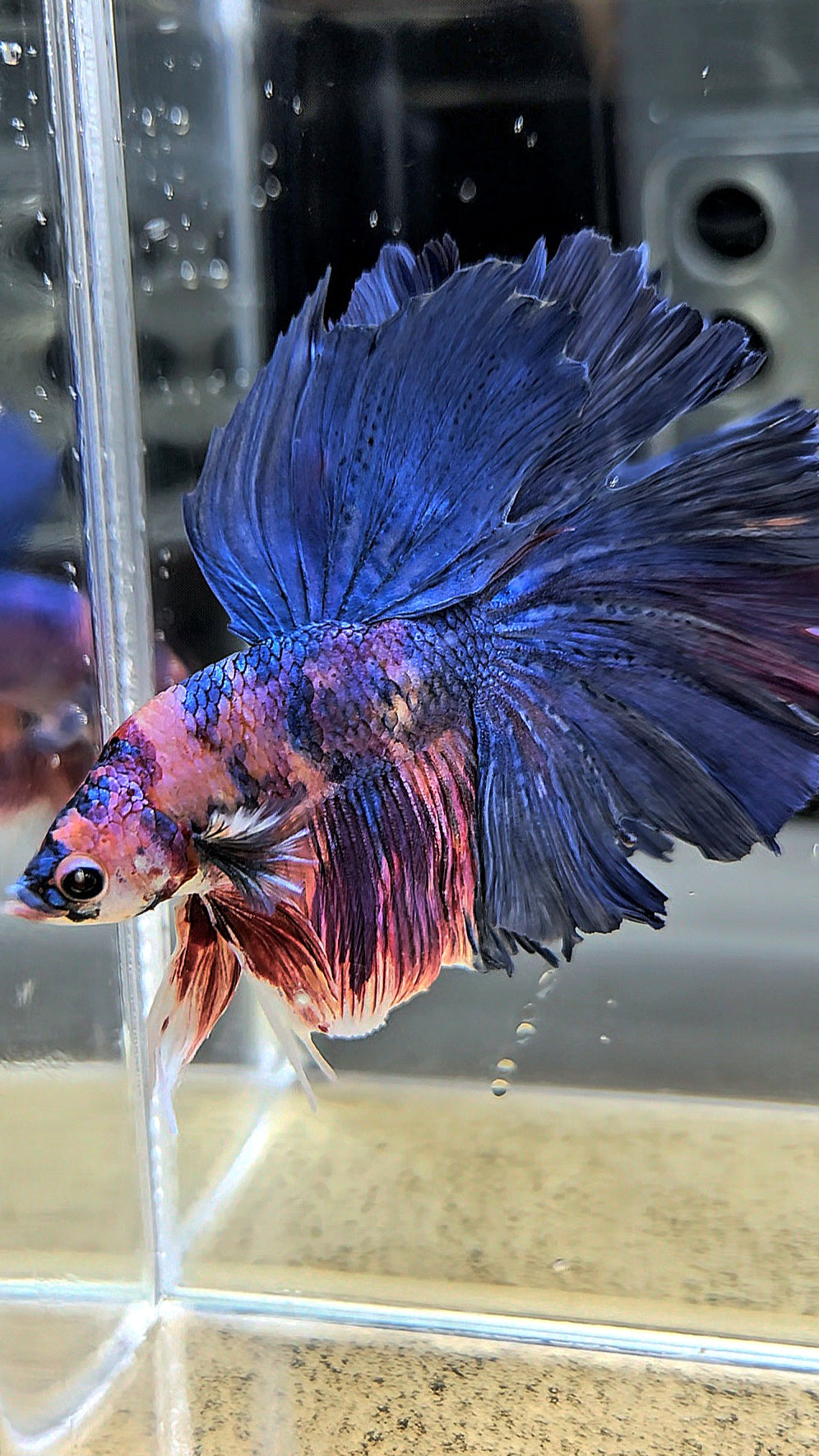 HALFMOON ROSETAIL PURPLE BLUE FANCY MULTICOLOR BETTA FISH