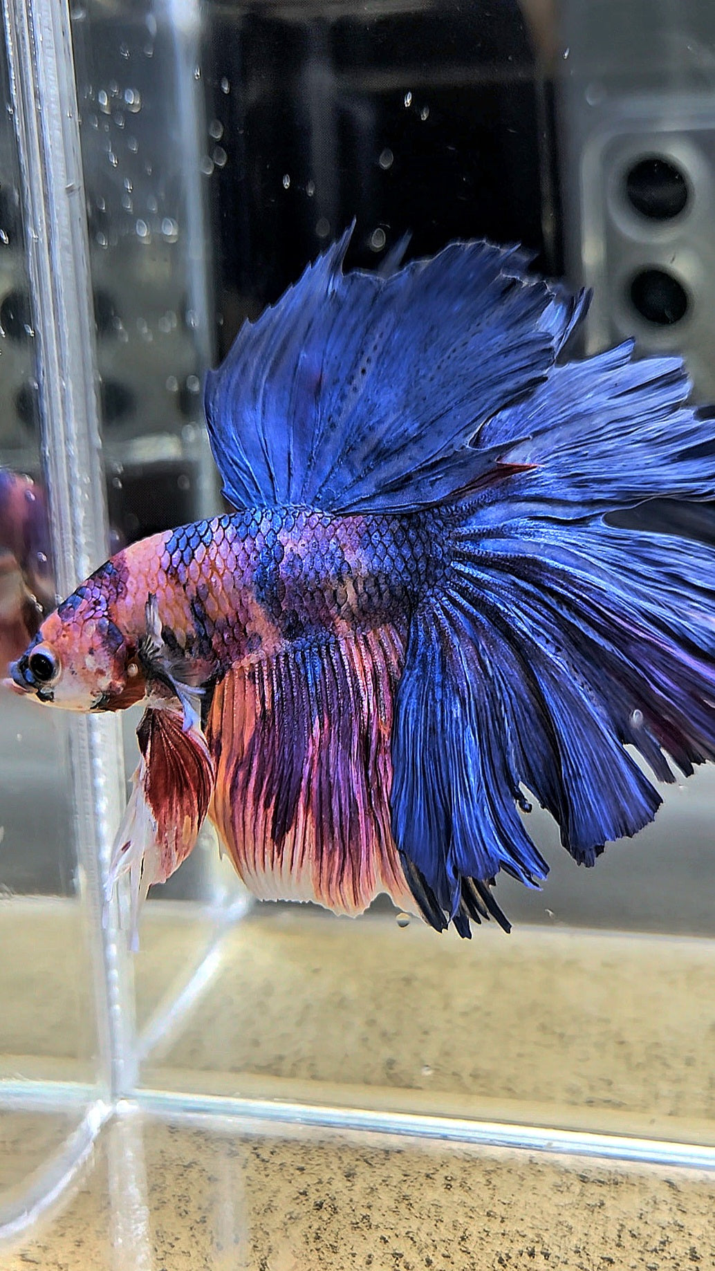 HALFMOON ROSETAIL PURPLE BLUE FANCY MULTICOLOR BETTA FISH