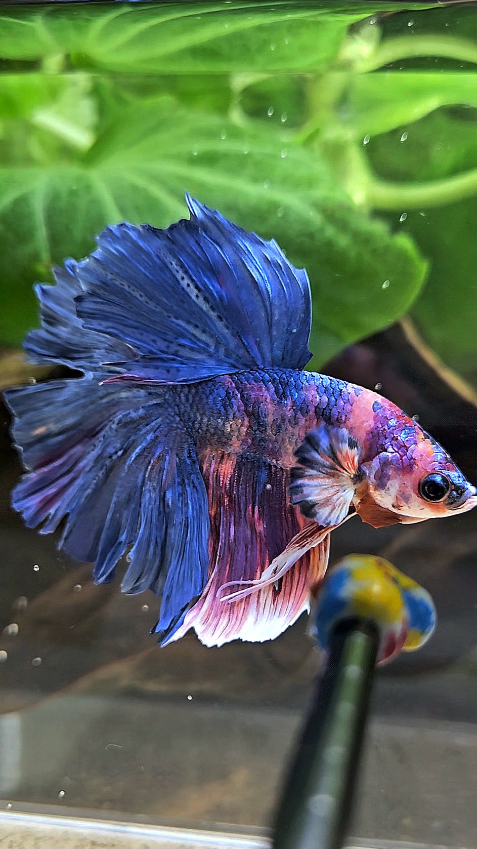 HALFMOON ROSETAIL PURPLE BLUE FANCY MULTICOLOR BETTA FISH