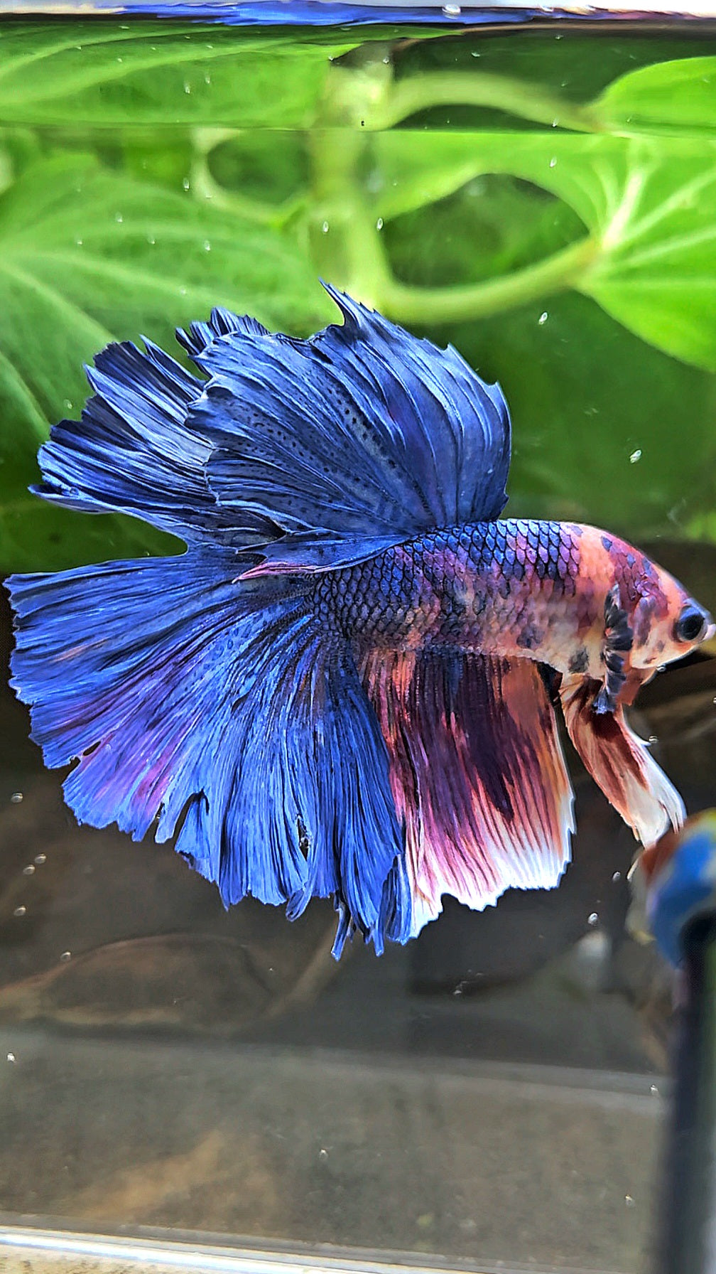 HALFMOON ROSETAIL PURPLE BLUE FANCY MULTICOLOR BETTA FISH