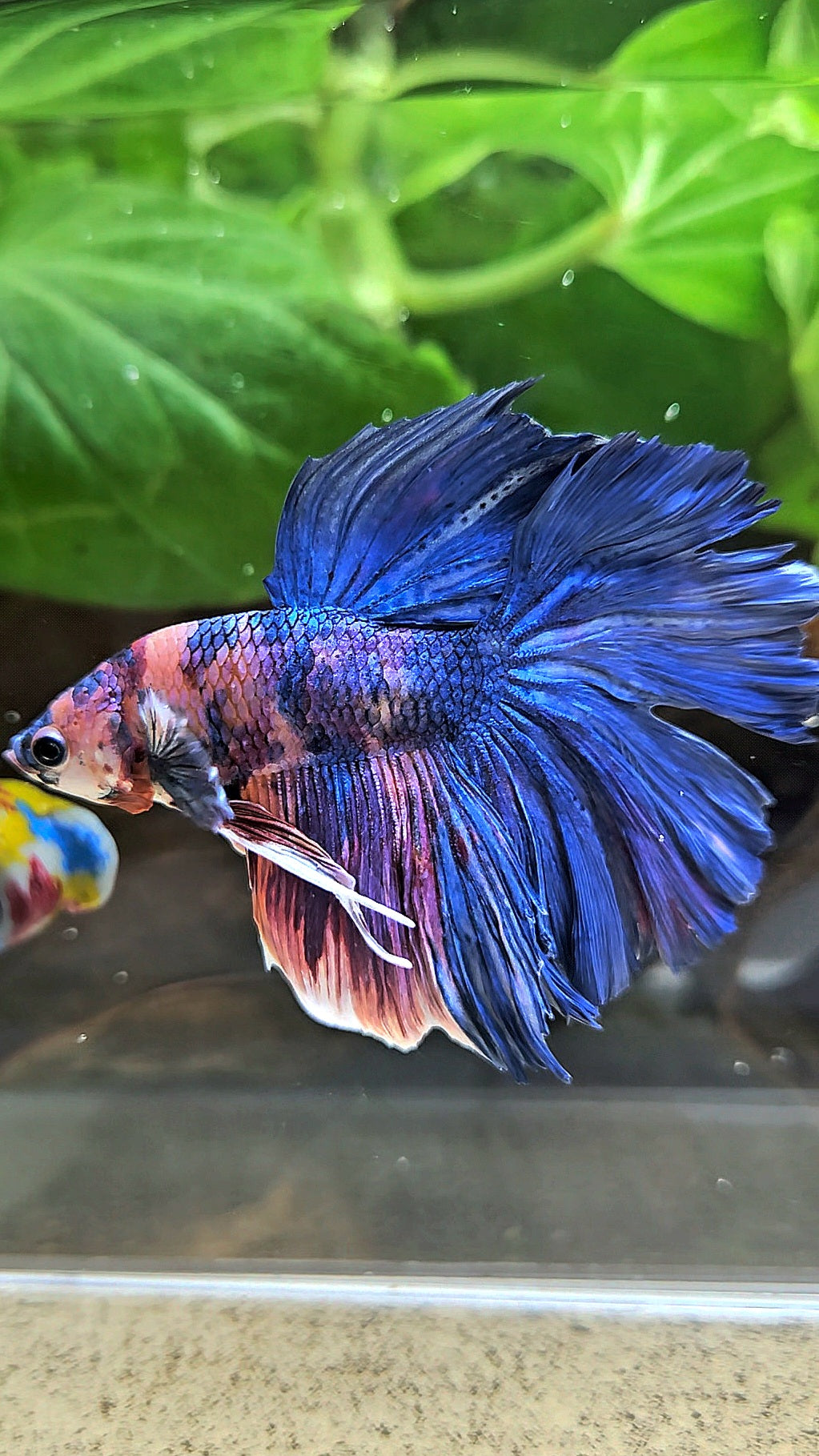 HALFMOON ROSETAIL PURPLE BLUE FANCY MULTICOLOR BETTA FISH