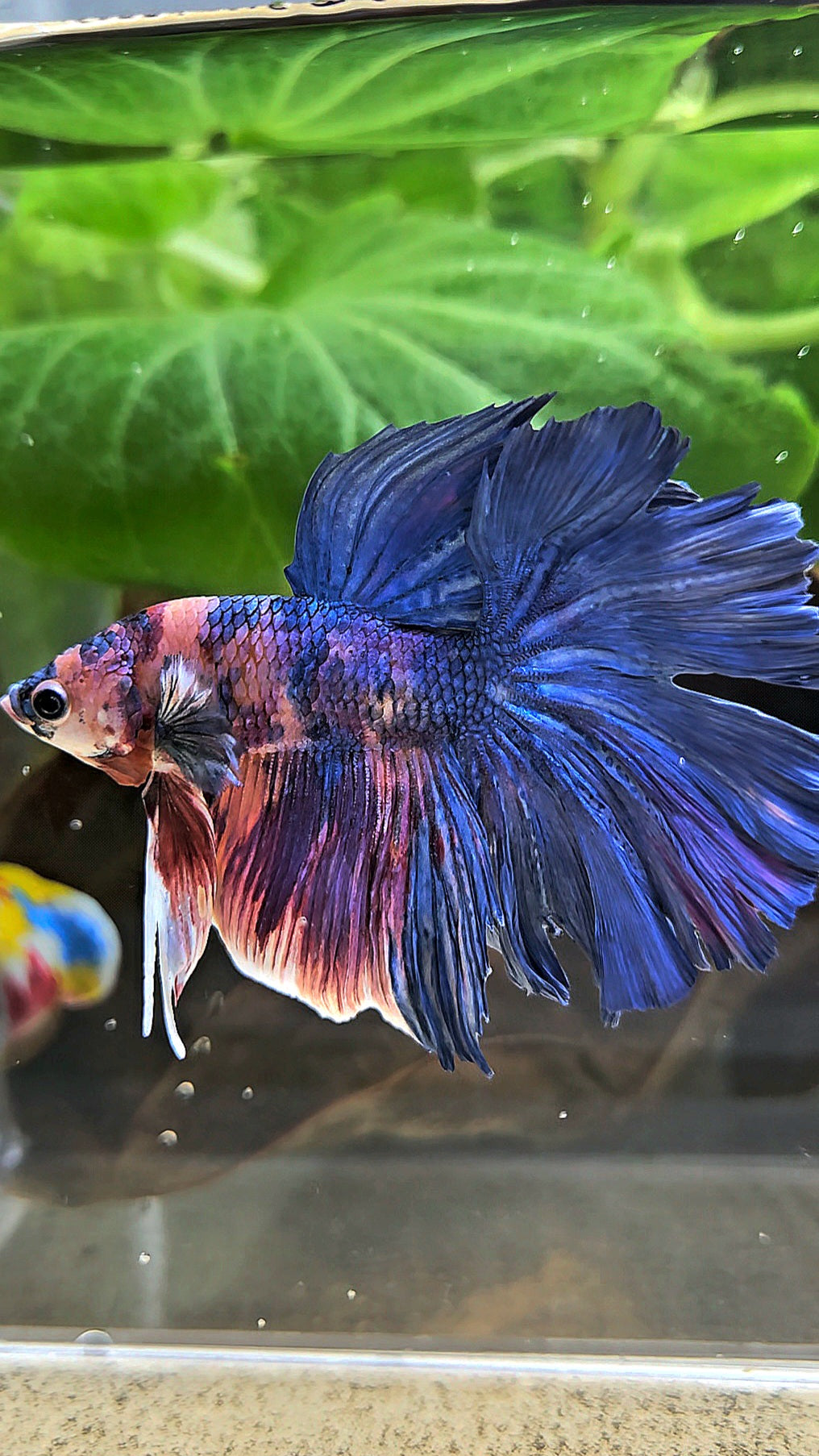 HALFMOON ROSETAIL PURPLE BLUE FANCY MULTICOLOR BETTA FISH