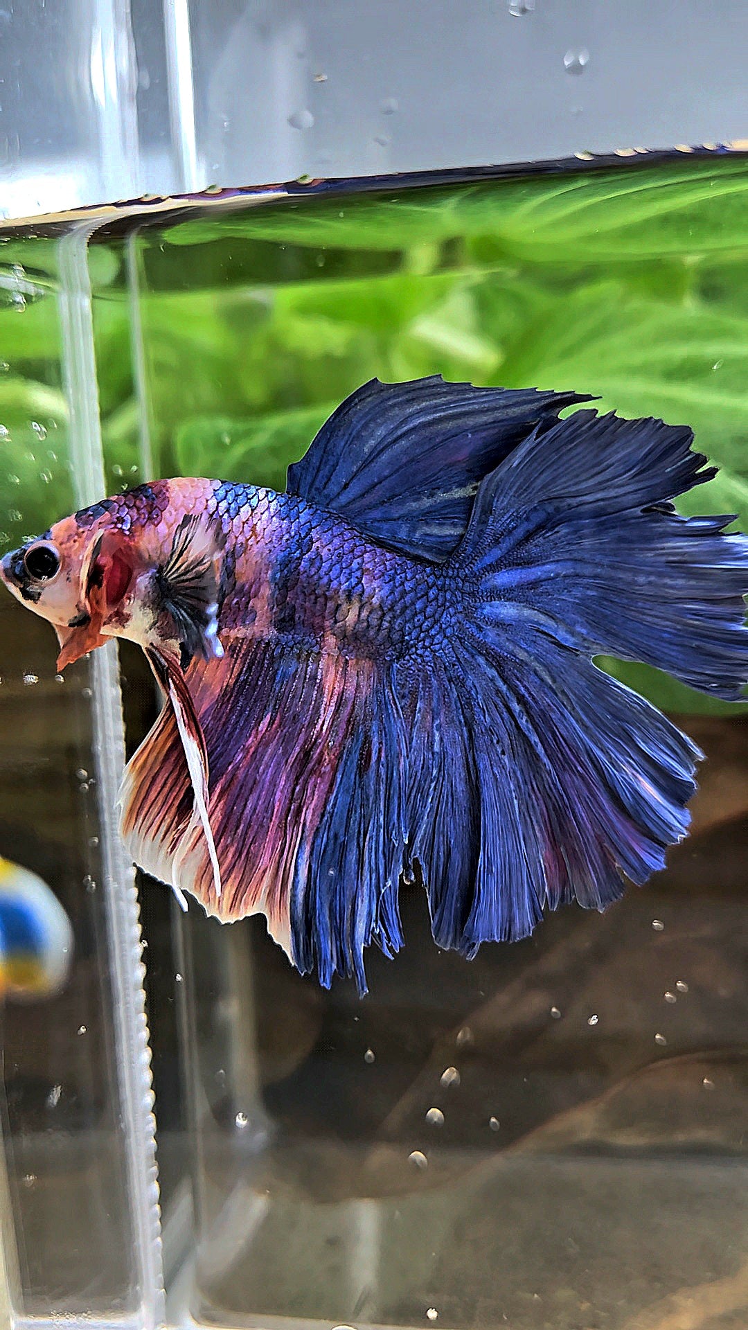 HALFMOON ROSETAIL PURPLE BLUE FANCY MULTICOLOR BETTA FISH