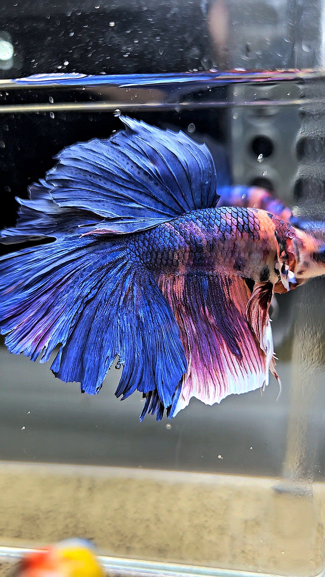 HALFMOON ROSETAIL PURPLE BLUE FANCY MULTICOLOR BETTA FISH