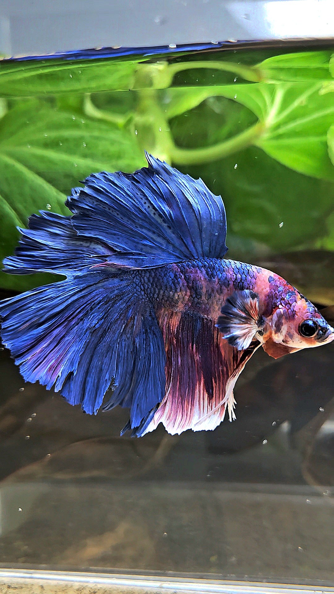 HALFMOON ROSETAIL PURPLE BLUE FANCY MULTICOLOR BETTA FISH