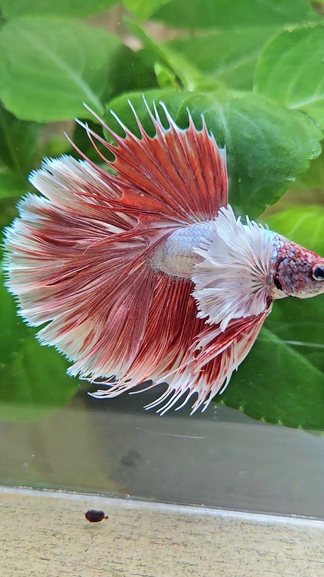 LUXURY HALFSUN SUPER DUMBO EAR RED LAVENDER BETTA FISH