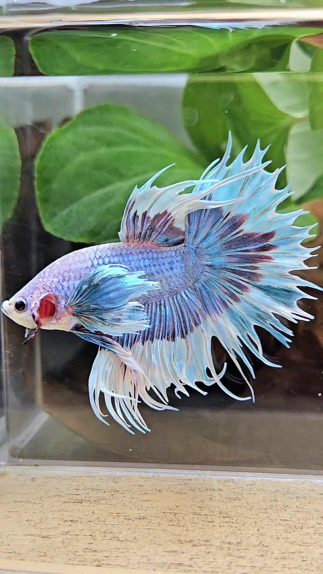 LUXURY CROWNTAIL DUMBO EAR BLUE PURPLE UNICORN BUTTERFLY BETTA FISH