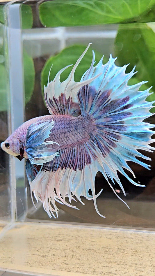 LUXURY CROWNTAIL DUMBO EAR BLUE PURPLE UNICORN BUTTERFLY BETTA FISH
