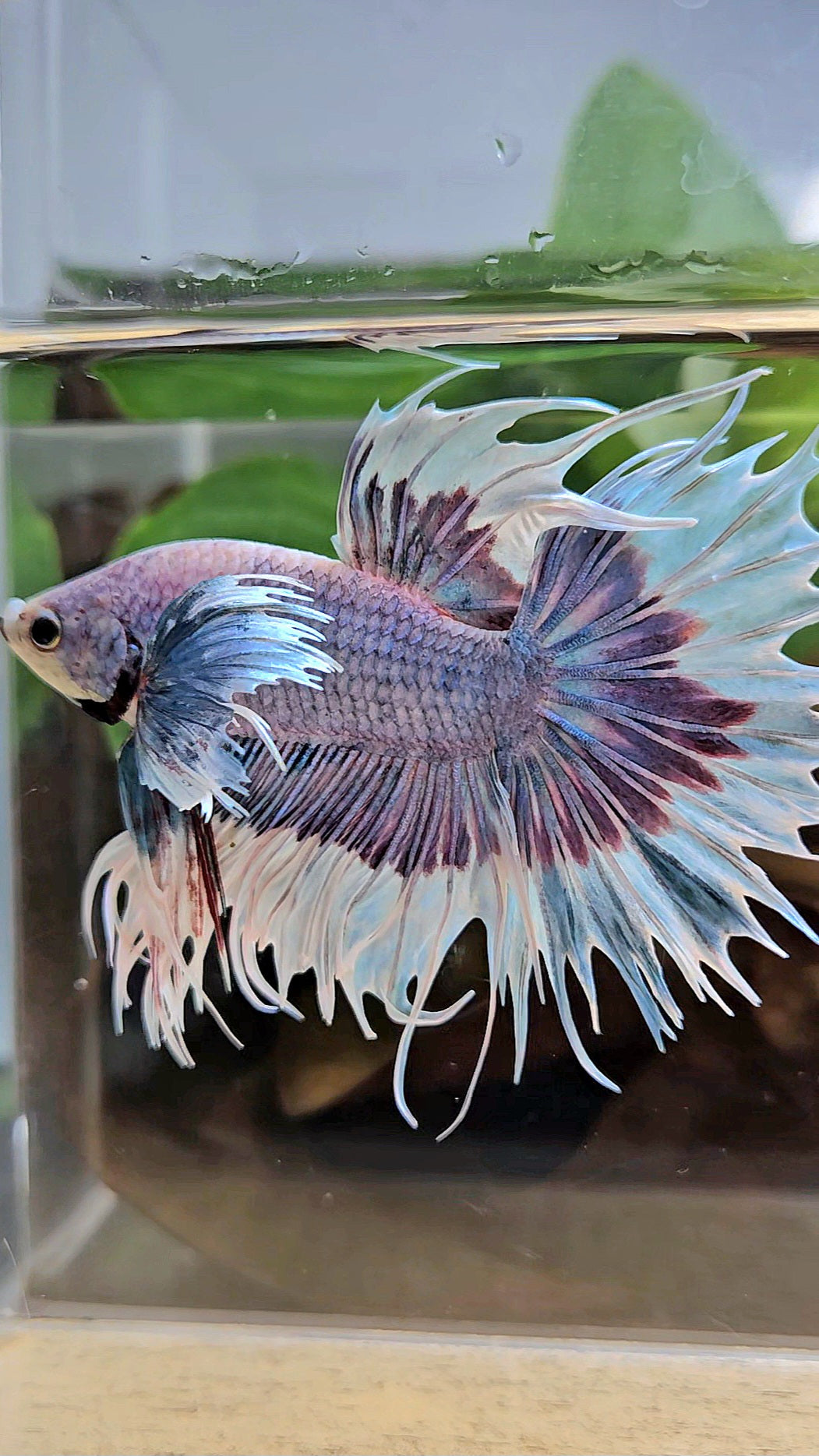 LUXURY CROWNTAIL DUMBO EAR BLUE PURPLE UNICORN BUTTERFLY BETTA FISH
