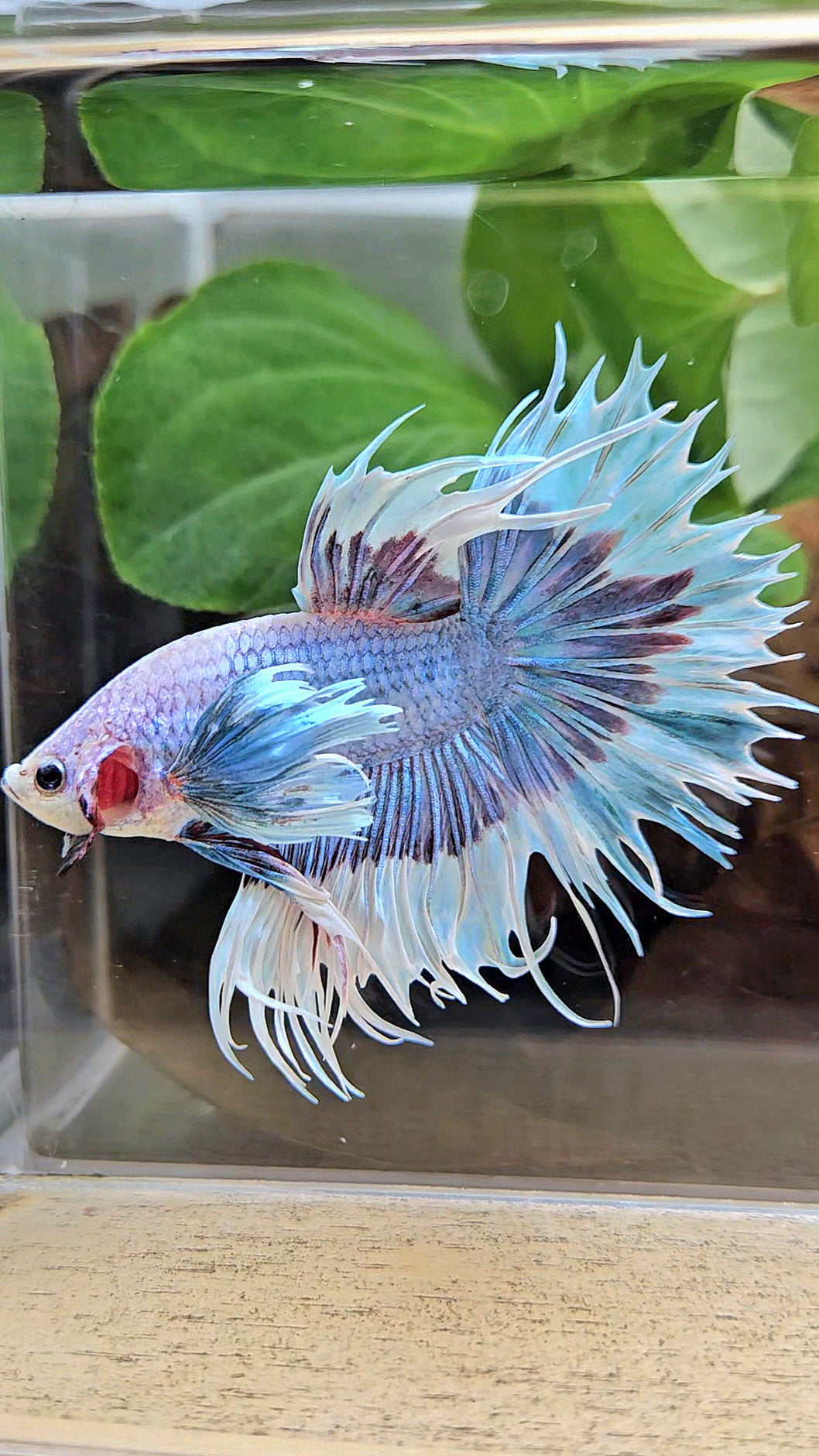 LUXURY CROWNTAIL DUMBO EAR BLUE PURPLE UNICORN BUTTERFLY BETTA FISH