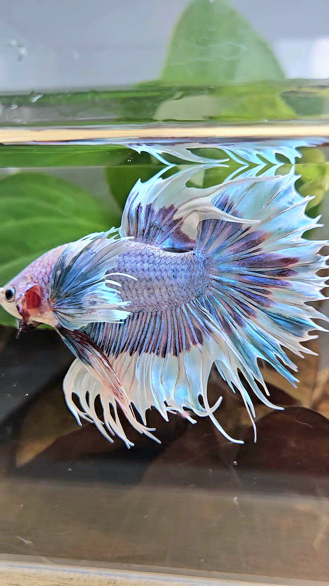 LUXURY CROWNTAIL DUMBO EAR BLUE PURPLE UNICORN BUTTERFLY BETTA FISH