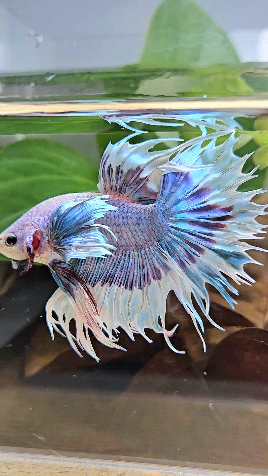 LUXURY CROWNTAIL DUMBO EAR BLUE PURPLE UNICORN BUTTERFLY BETTA FISH