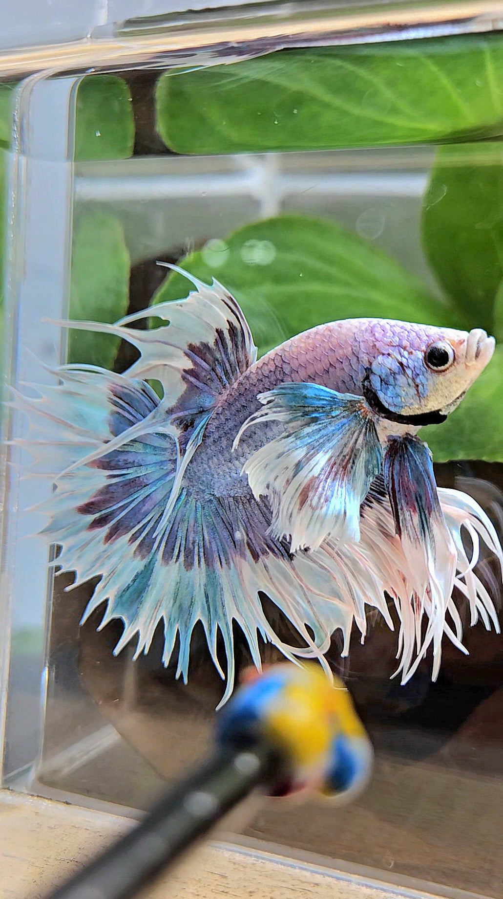 LUXURY CROWNTAIL DUMBO EAR BLUE PURPLE UNICORN BUTTERFLY BETTA FISH